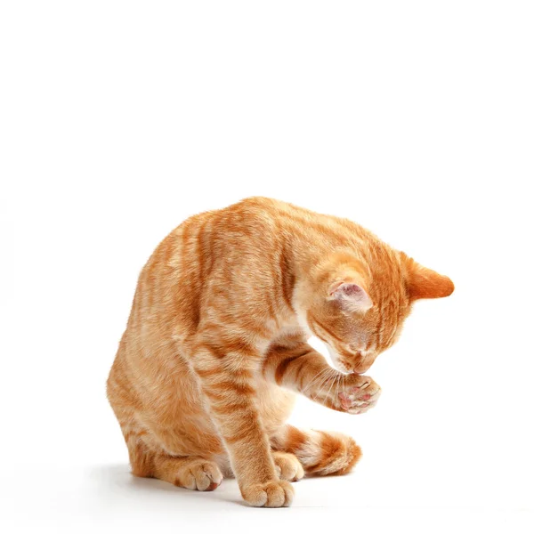 Cute Red Cat White Background — Stock Photo, Image