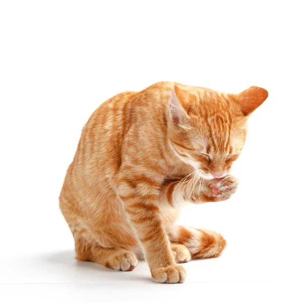 Cute Red Cat White Background — Stock Photo, Image