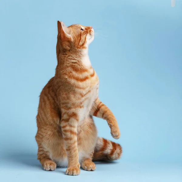 Cute Czerwony Kot Niebieskim Tle — Zdjęcie stockowe