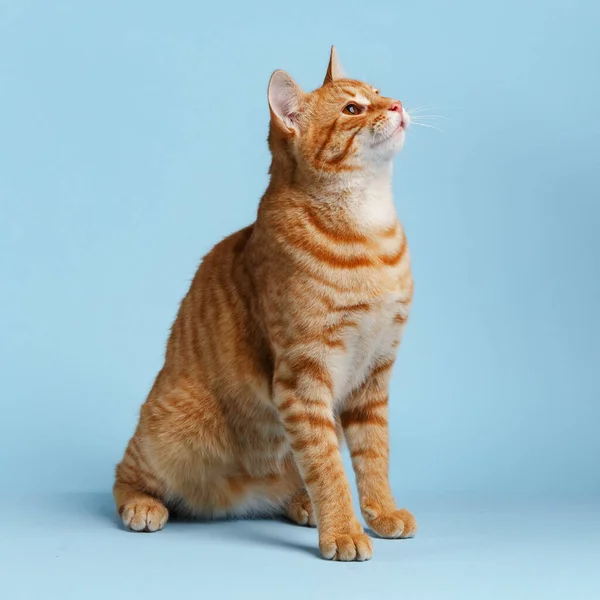 Cute Red Cat Blue Background — Fotografia de Stock