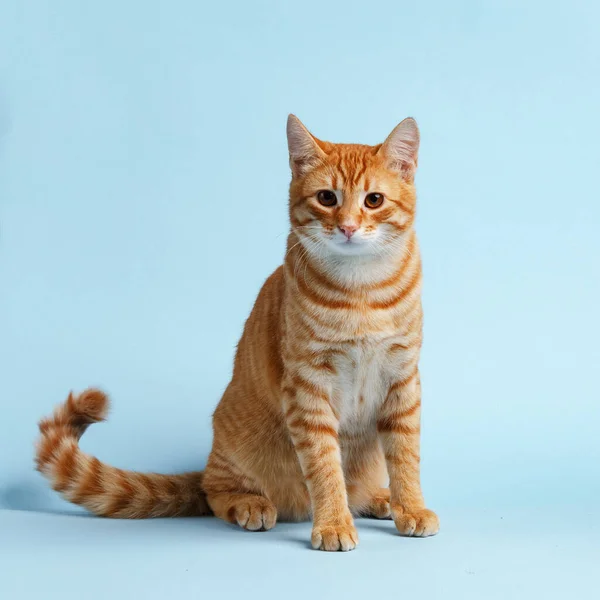 Cute Czerwony Kot Niebieskim Tle — Zdjęcie stockowe