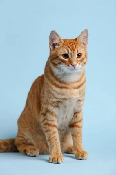 Cute Red Cat Blue Background — Fotografia de Stock