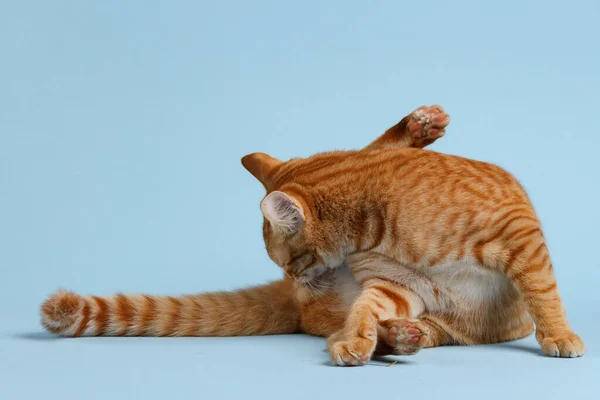 Gato Vermelho Bonito Fundo Azul — Fotografia de Stock