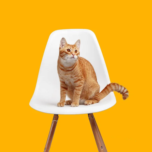 Ładny Czerwony Kot Siedzi Białym Krześle Żółtym Tle — Zdjęcie stockowe