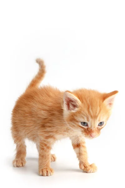Little Cute Czerwony Kotek Niebieskimi Oczami — Zdjęcie stockowe