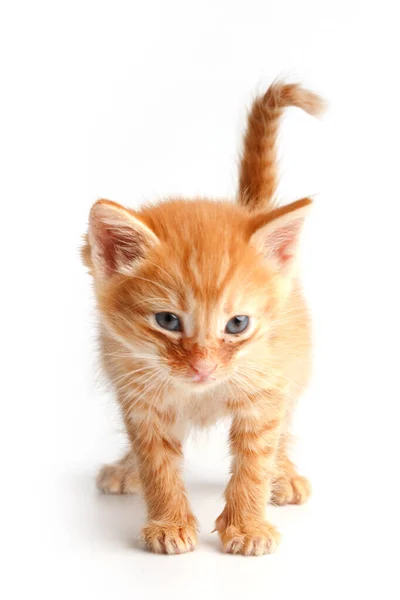 Little Cute Red Kitten Blue Eyes — Stock Photo, Image