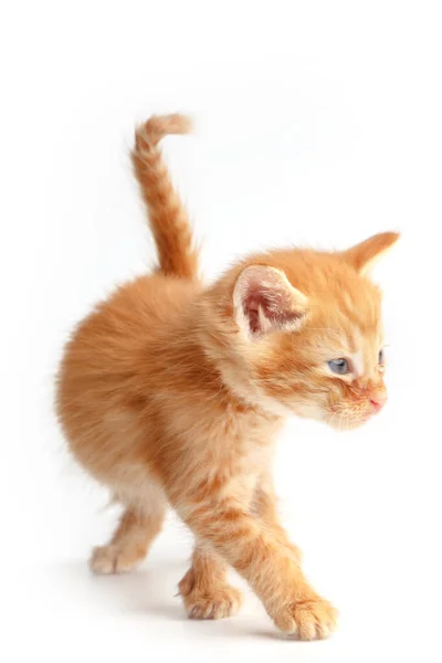 Pouco Bonito Gatinho Vermelho Com Olhos Azuis — Fotografia de Stock