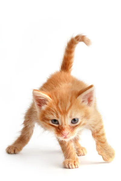 Little Cute Czerwony Kotek Niebieskimi Oczami — Zdjęcie stockowe