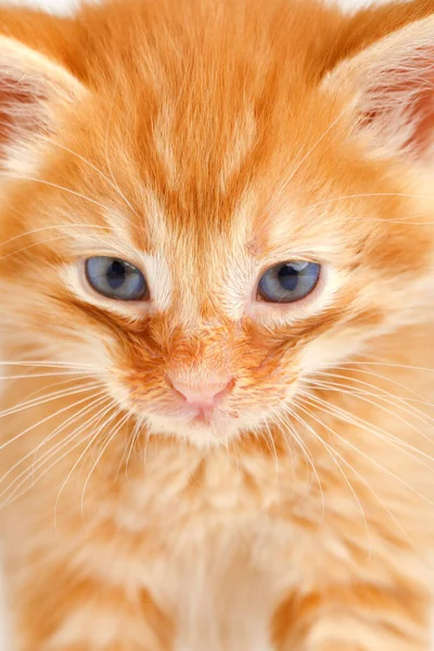 Pouco Bonito Gatinho Vermelho Com Olhos Azuis — Fotografia de Stock