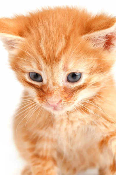 Pouco Bonito Gatinho Vermelho Com Olhos Azuis — Fotografia de Stock