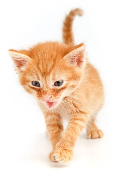 Pouco Bonito Gatinho Vermelho Com Olhos Azuis — Fotografia de Stock