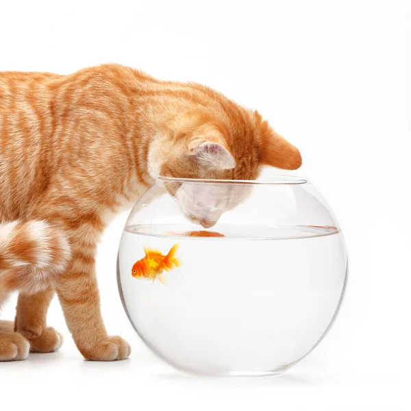귀여운 고양이는 수족관에 금으로 물고기와 — 스톡 사진
