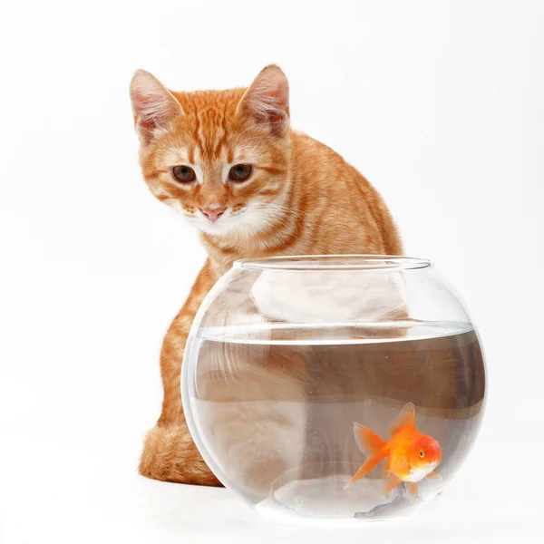 Niedliche Rote Katze Spielt Mit Einem Goldenen Zierfisch Einem Runden — Stockfoto