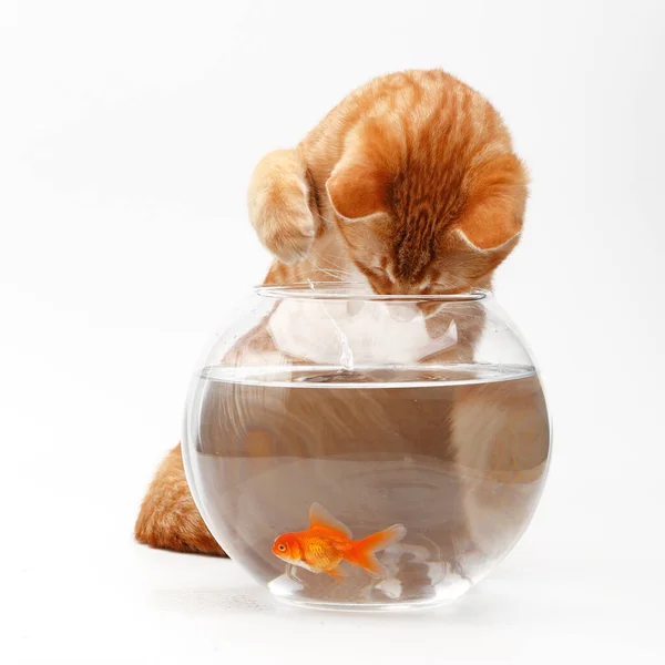 귀여운 고양이는 수족관에 금으로 물고기와 — 스톡 사진