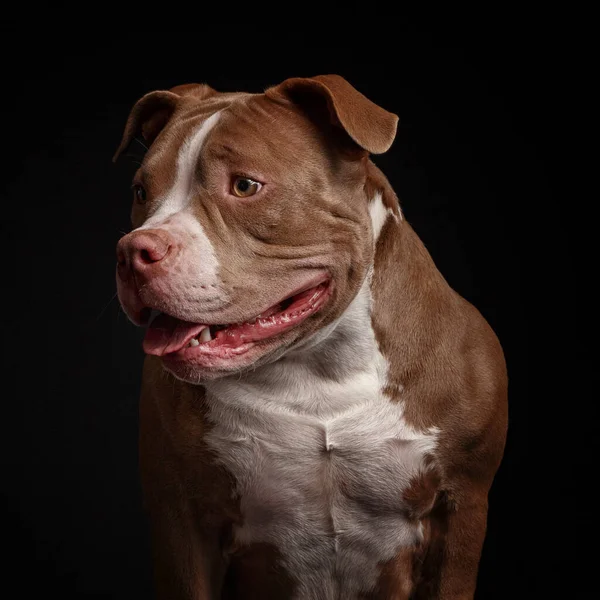アメリカン ピット テリア 子犬だ 暗い背景 — ストック写真