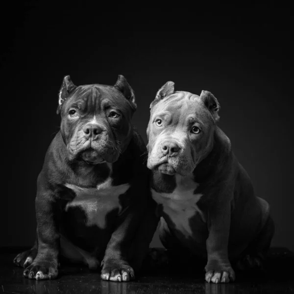 两只可爱的小狗在黑暗的背景下繁殖着美国斗牛犬 黑白图像 — 图库照片