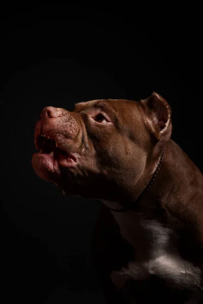 Köpek Amerikan Pitbull Teriyeri Yetiştirir Koyu Arkaplan — Stok fotoğraf