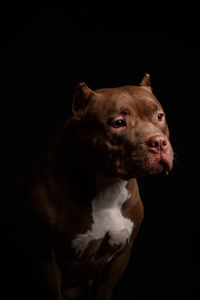 Hundar Föder Amerikanskt Pitbullterrier Mörk Bakgrund — Stockfoto