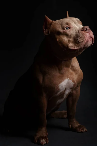 犬はアメリカン ピット テリアを繁殖させる 暗い背景 — ストック写真