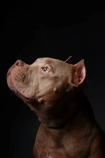 Cão Raça American Pit Bull Terrier Fundo Escuro — Fotografia de Stock