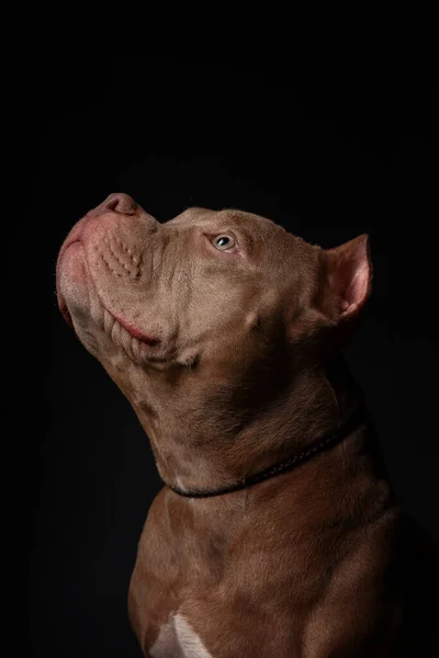 Hondenras Amerikaanse Pitbull Terriër Donkere Achtergrond — Stockfoto