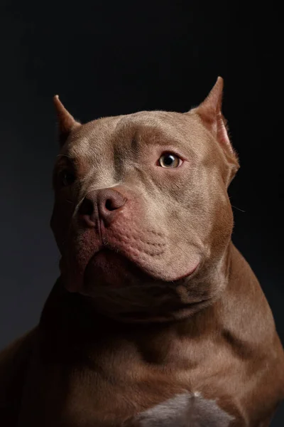 Cão Raça American Pit Bull Terrier Fundo Escuro — Fotografia de Stock