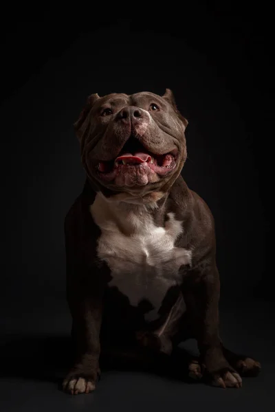 Собака Розводить Американського Піт Буля Тер Єра Темне Тло — стокове фото