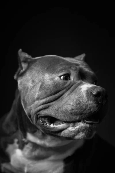 Pies Hoduje Amerykańskiego Pit Bull Terrier Ciemne Tło — Zdjęcie stockowe