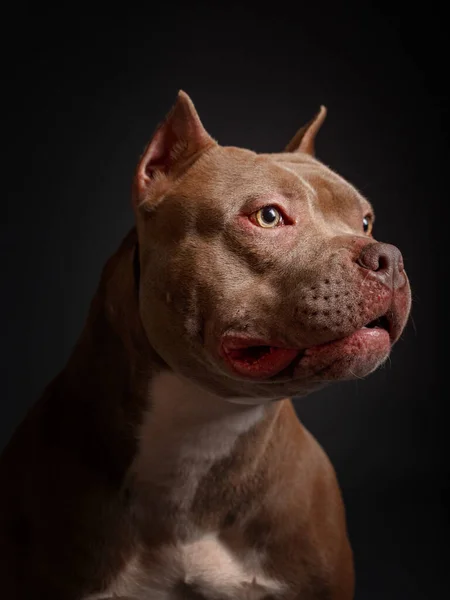 Pes Plemeno Americký Pitbull Teriér Tmavé Pozadí — Stock fotografie
