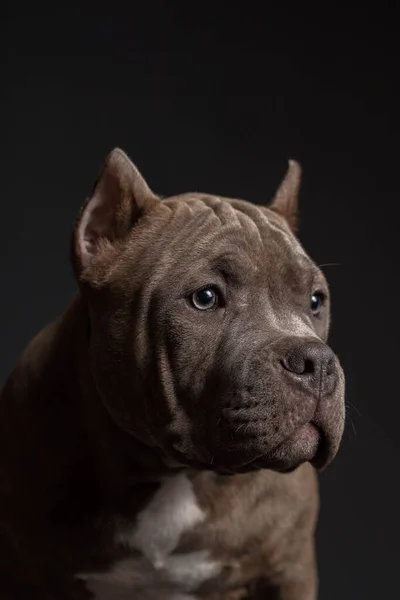 Köpek Amerikan Pitbull Teriyeri Yetiştirir Koyu Arkaplan — Stok fotoğraf