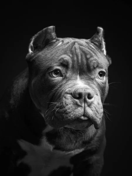 American Pit Bull Terrier Puppy Dark Background Black White Image — Stock Photo, Image