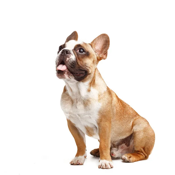 Joven Bulldog Francés Sentado Sobre Fondo Blanco —  Fotos de Stock