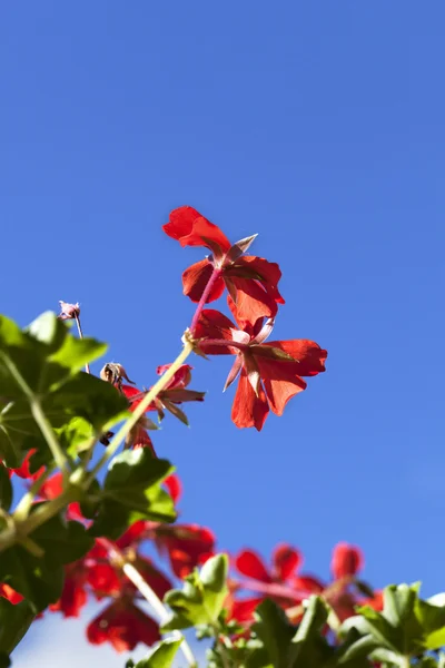 Pelargonien auf blauem Himmel — Stockfoto