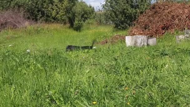 Dachshund buscando tirar la ramita — Vídeos de Stock