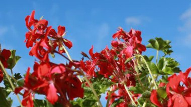 Itır mavi gökyüzü arka plan üzerinde