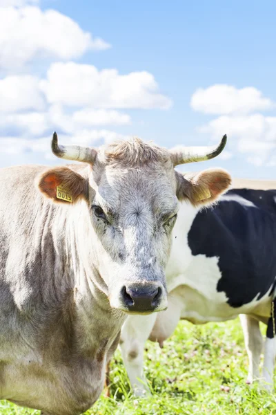 Cows graze in the meadow near to the farm — Stock Photo, Image