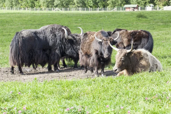 Pâturage de yak dans une prairie — Photo