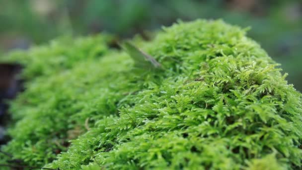 Grasshopper on the moss in forest — Stock Video