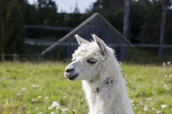 Lama na poli nedaleko farmy v létě — Stock fotografie