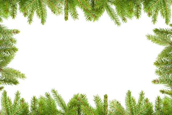 Spruce branches on a white background — Stock Photo, Image