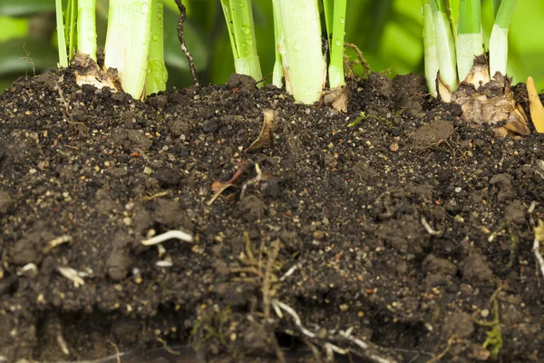 Blomsterlökar i våt jord på våren — Stockfoto