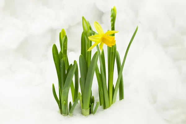Daffodils na neve — Fotografia de Stock