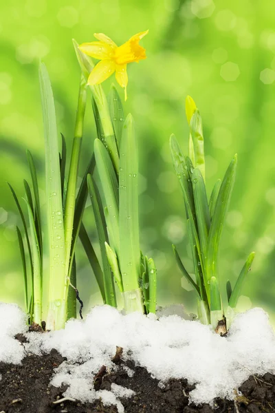 Daffodils on a bokeh background in green color — Stock Photo, Image