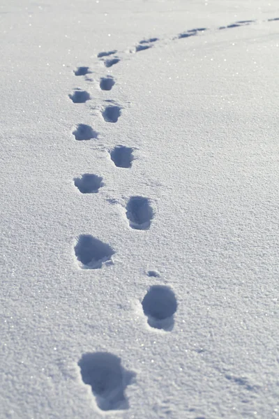 Pegadas humanas na neve — Fotografia de Stock