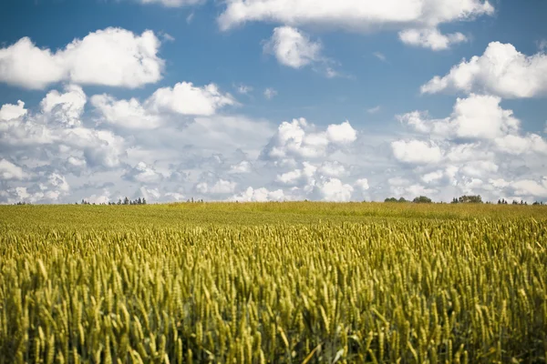 Getreidefeld und blauer Himmel mit Wolken im Sommer — Stockfoto