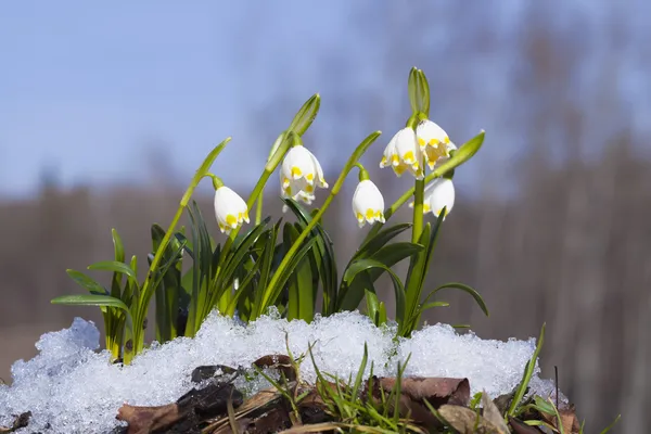 Grup kardelen kar orman arka planda