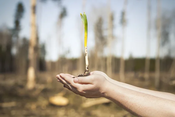 Pflanze in der Hand vor dem Hintergrund des Waldes mit einem Schwerpunkt auf Pflanzen — Stockfoto