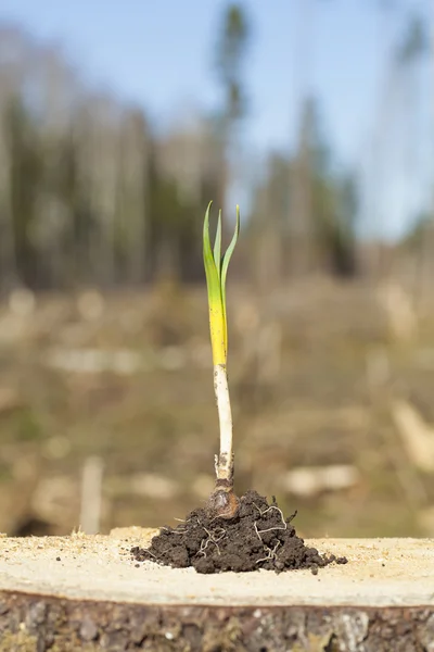 Planta en el tocón sobre un fondo forestal — Foto de Stock