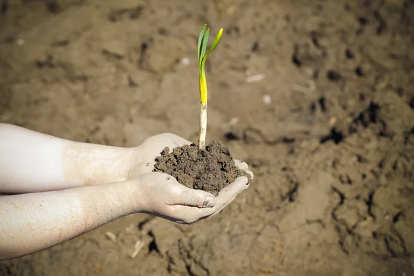 Manos con una planta sobre fondo de tierra arada — Foto de Stock