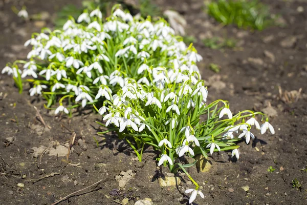 Grupo de gotas de neve no solo no início da primavera — Fotografia de Stock